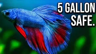 Small Tank? Try These 5 Colorful, Hardly-Care Fish for Beginners