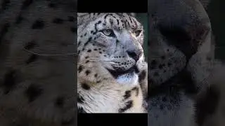wild cats