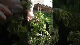 Томаты в сентябре