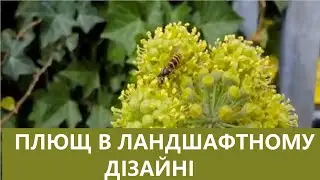 Неймовірна трансформація – додавання плюща у ваш ландшафтний дизайн!Плющ в ландшафтному дізайні