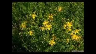 ЛЕТО КРАСНОЕ  исп Марина Девятова