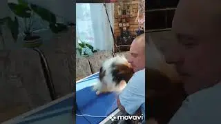 ШОУ ЭЛВЕРАС ХАГЕН