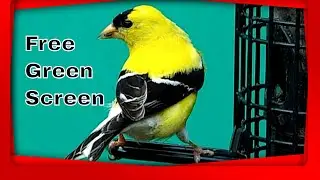 American Goldfinch Green Screen