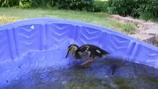 Alan the Duck