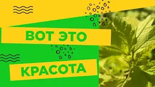 Обзор растений на демонстрационной площадке