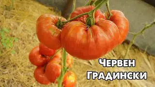 ВЫ ИСКАЛИ БОЛЬШОЙ, УРОЖАЙНЫЙ И ВКУСНЫЙ ПОМИДОР? ВОТ ОН!!! ТОМАТ ЧЕРВЕН ГРАДИНСКИ!
