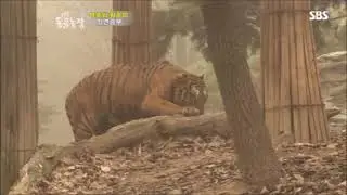 Orange Tigers vs White Tigers
