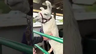 Llama Farm 🦙