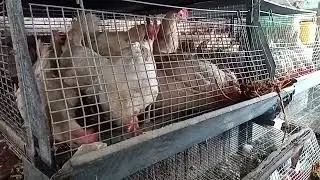Факторы влияющие на яйценоскость и оплод яйца кур.