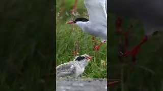 Baby Tern being fed by it’s mom. Such a special experience ❤️ #babybird #babyanimals