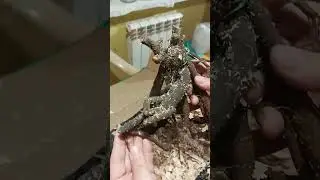 Посылка с пионами из питомника Ворошиловой А.Б.