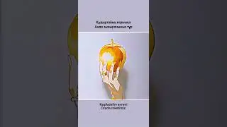 ALPHA +S.O.S+   Текст/Türkçe Altyazı