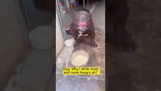 Ця собака явно не вміє пити молоко This dog clearly can't drink milk)))