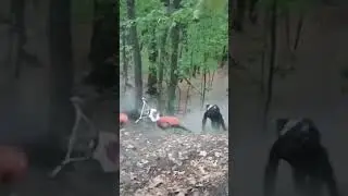 Восход курва