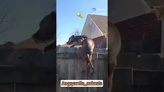 Собака в погоне за кошкой, #cat  наблюдает и не торопится убегать #dog