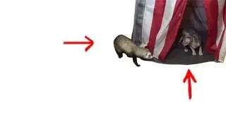 Ferret and cat playing!!!   Хорек и кошка смешное видео!!! Хорек и кошка!!! Кошка и хорек!!!