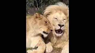 Ferocious Lion and Lioness in love #trending #viral #lion #wild