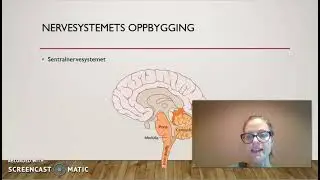 nervesystemets oppbygging