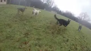 Jo Play Paddock Feb 5th
