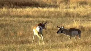 2 Pronghorns Fighting