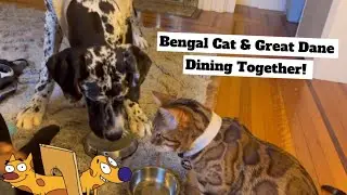 The Start To A Unbelievable Friendship: Bengal Cat & Great Dane Dining Together! Food & Tricks