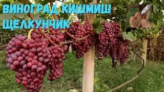 Kishmish grapes Nutcracker.