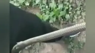 Змея 