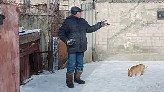 Николаевские голуби Украины. Ukrainian Home Pigeons