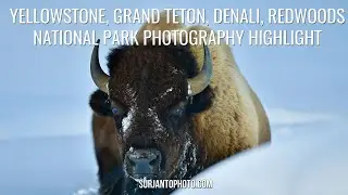 YELLOWSTONE, GRAND TETON, DENALI, REDWOODS NATIONAL PARKS PHOTOGRAPHY HIGHLIGHT