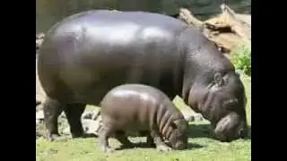 Barry Wedgle featuring Collin Walcott 'Hippo Walk'