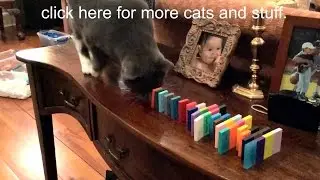 Domino Tests and Stuff 4