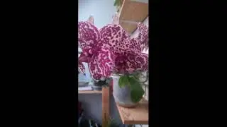 Фаленопсис Дикий кот