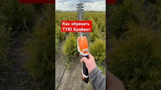 Как обрезать ТУЮ БРАБАНТ (секреты агронома)