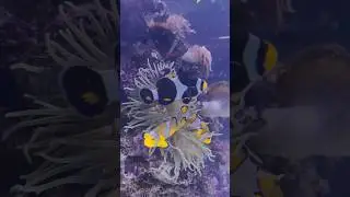 Aquarium Beautiful Fish 🐠🐟❤️#shorts#aquarium#fish#viral
