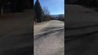OFF LEASH BORDER COLLIE   FAILED Street crossing at a distance