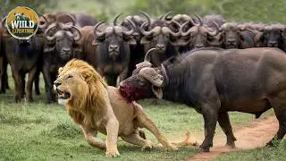 Lion vs Cape Buffalo — Africa’s Deadliest Battle for Survival