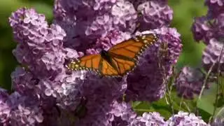 El Barrio   El Danzar De Las Mariposas