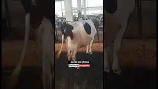 हरियाणातील टॉप ब्रिडच्या गाई विक्रीसाठी उपलब्ध #hf_cow #दुग्ध_व्यवसाय #मुक्त_गोठा