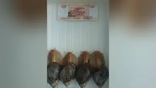 ДАЛ УЛИТКАМ 5 ТЫСЯЧ РУБЛЕЙ!