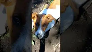 Рекс помогае