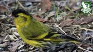 Cajzla (Carduelis spinus)