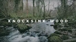 Knocksink Wood Trail - Enniskerry Co. Wicklow