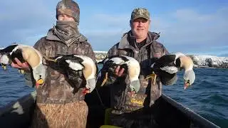 King Eider Hunting Greenland Vs Alaska