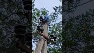 Жесть