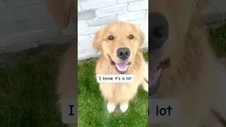 Golden Retriever🌺You’re Welcome!  #goldenretriever #moana #demigod #maui #cutedog #dogmom #dog #pup