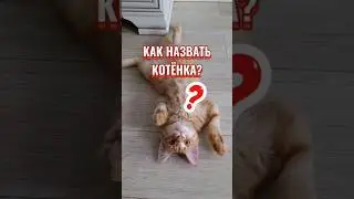 Как правильно назвать котёнка 