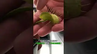 I Left my Finger in a Flytrap for 30 Minutes