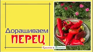 Как ускорить налив плодов перца в конце сезона