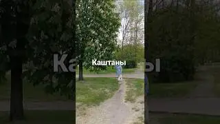 Каштаны
