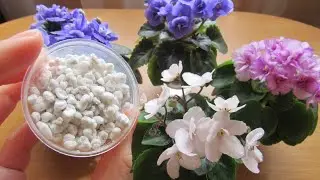 Как Добиться Пышного Цветения Фиалки🍃